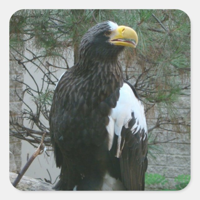 Stellers Eagle Sticker (Front)