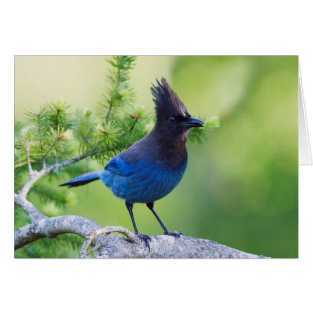 Steller's Jay (Front Horizontal)
