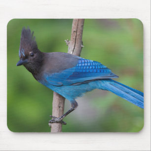 Steller's Jay 1 Mouse Mat