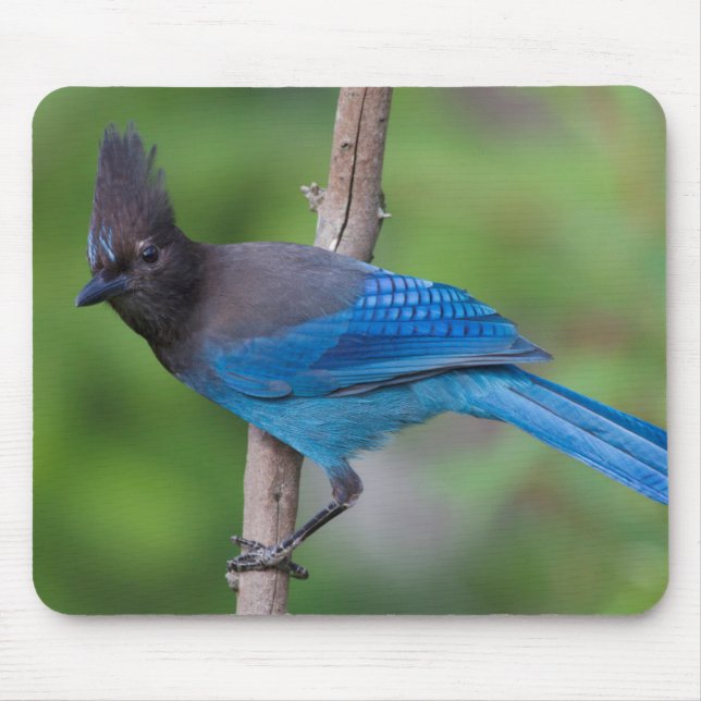 Steller's Jay 1 Mouse Mat (Front)