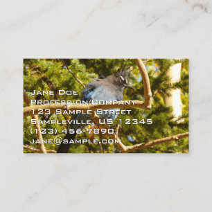 Steller's Jay at Rocky Mountain National Park Business Card