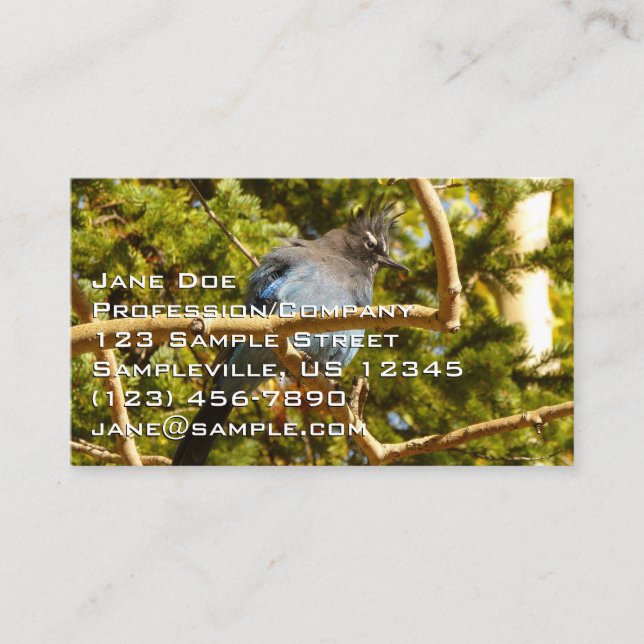 Steller's Jay at Rocky Mountain National Park Business Card (Front)