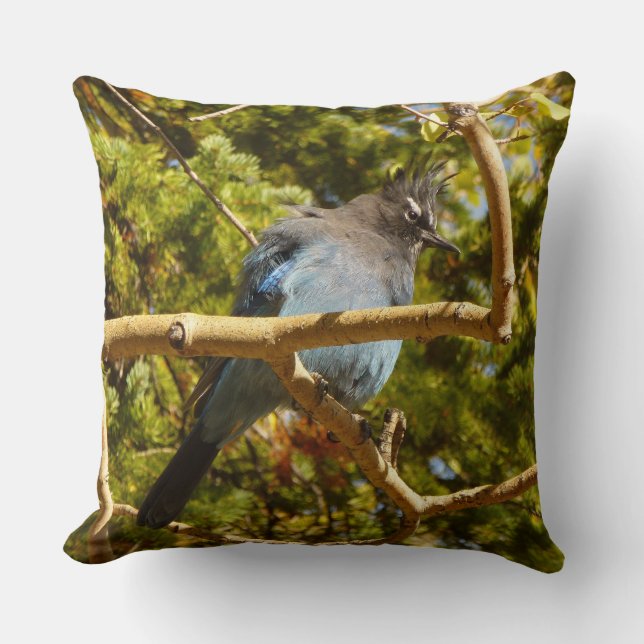 Steller's Jay at Rocky Mountain National Park Cushion (Front)