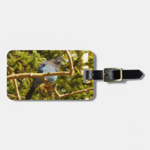 Steller's Jay at Rocky Mountain National Park Luggage Tag