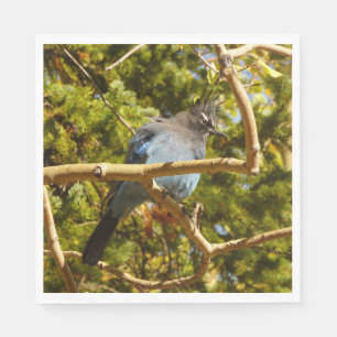 Steller's Jay at Rocky Mountain National Park Napkin