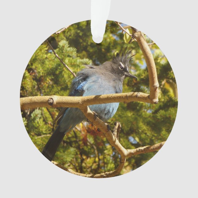 Steller's Jay at Rocky Mountain National Park Ornament (Front)