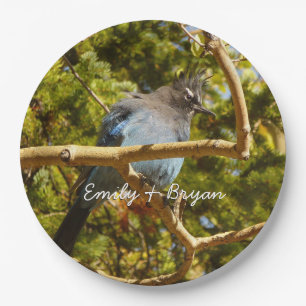 Steller's Jay at Rocky Mountain National Park Paper Plate
