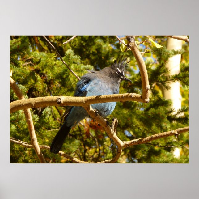 Steller's Jay at Rocky Mountain National Park Poster (Front)