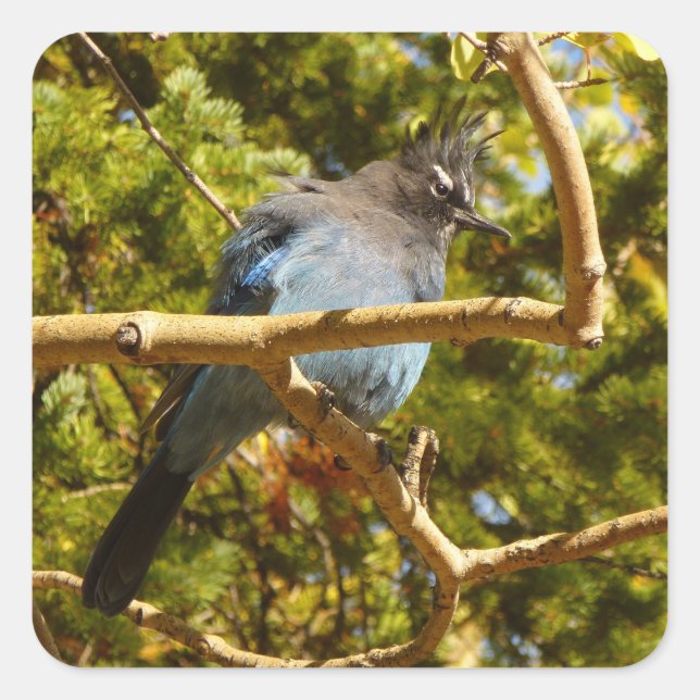 Steller's Jay at Rocky Square Sticker (Front)