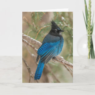 Steller's jay bird in tree card