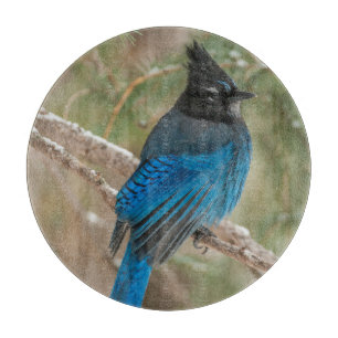 Steller's jay bird in tree cutting board