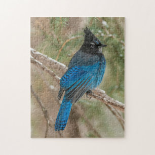 Steller's jay bird in tree jigsaw puzzle