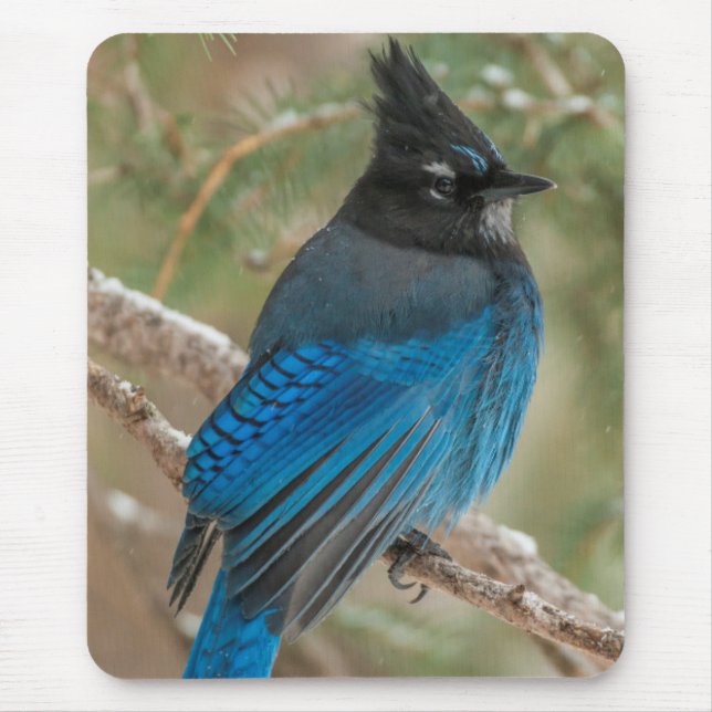 Steller's jay bird in tree mouse mat (Front)