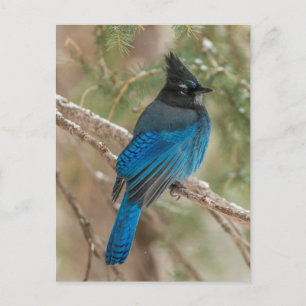 Steller's jay bird in tree postcard