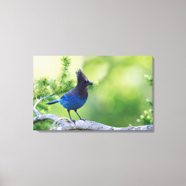 Steller's Jay Canvas Print (Front)