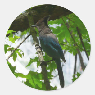 Steller's Jay in Yosemite National Park Classic Round Sticker