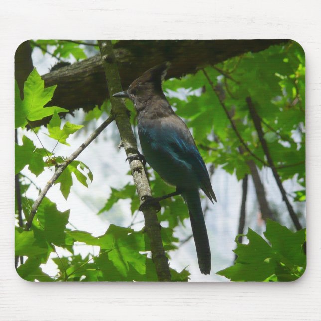 Steller's Jay in Yosemite National Park Mouse Mat (Front)