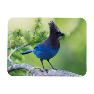 Steller's Jay Magnet