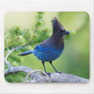 Steller's Jay Mouse Mat