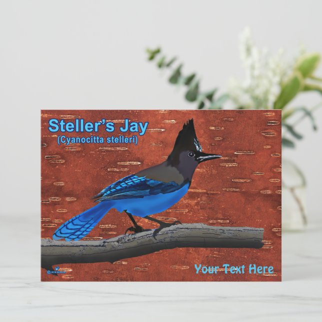 Steller's Jay On Inner Birch Bark (Standing Front)