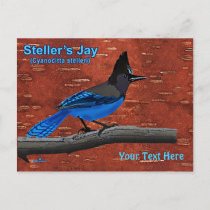Steller's Jay On Inner Birch Bark Postcard