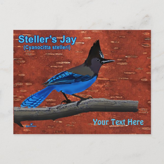 Steller's Jay On Inner Birch Bark Postcard (Front)