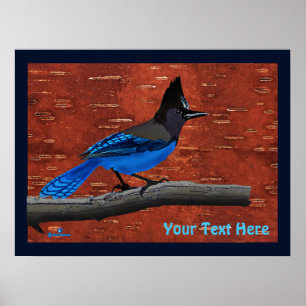 Steller's Jay On Inner Birch Bark Poster