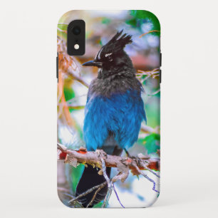 Steller's Jay - Original Photograph iPhone XR Case