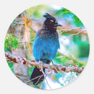 Steller's Jay - Original Photograph Classic Round Sticker
