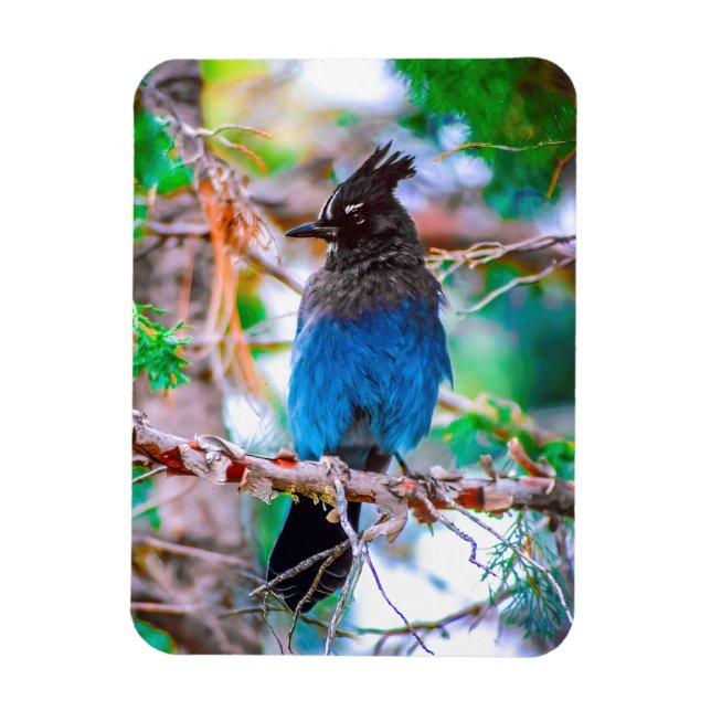 Steller's Jay - Original Photograph Magnet (Vertical)