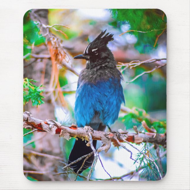 Steller's Jay - Original Photograph Mouse Mat (Front)