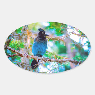 Steller's Jay - Original Photograph Oval Sticker