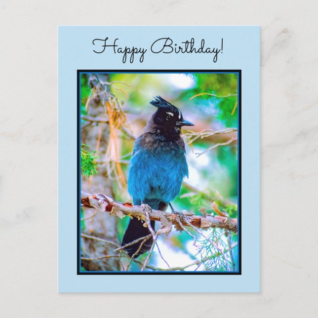 Steller's Jay - Original Photograph Postcard (Front)