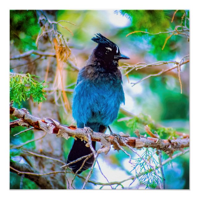 Steller's Jay - Original Photograph Poster (Front)