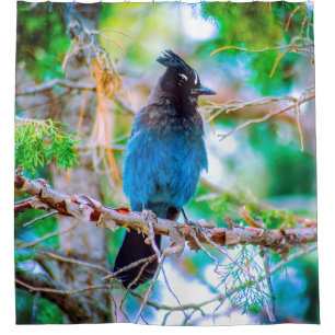 Steller's Jay - Original Photograph Shower Curtain