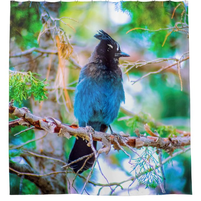 Steller's Jay - Original Photograph Shower Curtain (Front)
