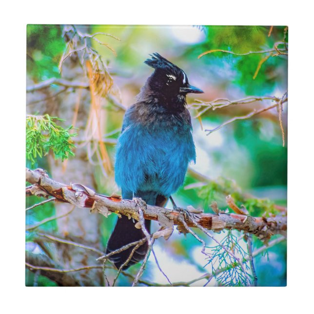 Steller's Jay - Original Photograph Tile (Front)
