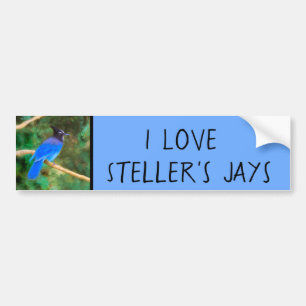 Steller's Jay Painting - Original Bird Art Bumper Sticker