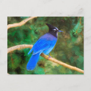 Steller's Jay Painting - Original Bird Art Postcard