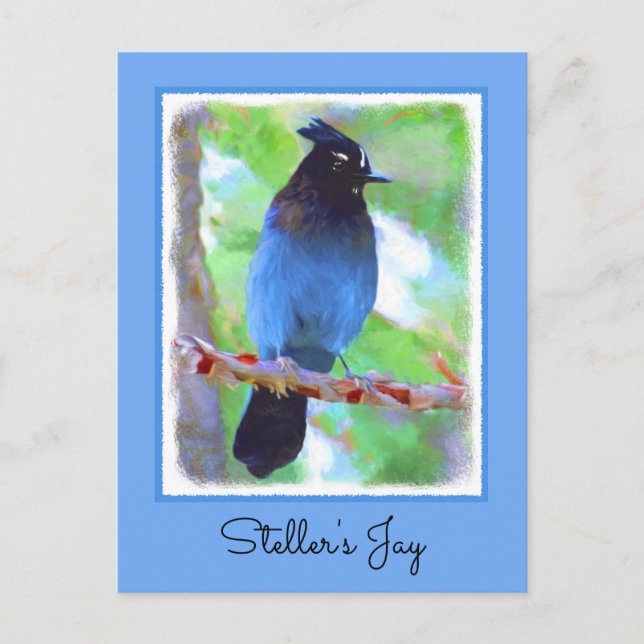 Steller's Jay Painting - Original Bird Art Postcard (Front)