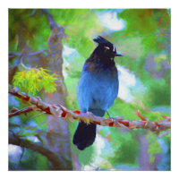 Steller's Jay Painting - Original Bird Art
