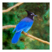 Steller's Jay Painting - Original Bird Art