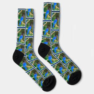 Steller's Jay Painting Original Wild Bird Art Socks