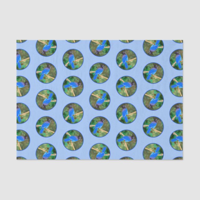 Steller's Jay Painting Original Wild Bird Art Tissue Paper (Front)