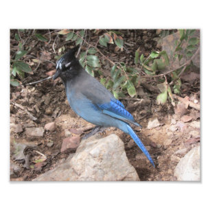 Steller's Jay Photo Print