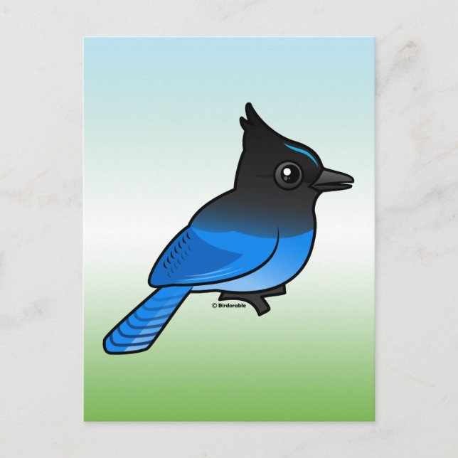 Steller's Jay Postcard (Front)