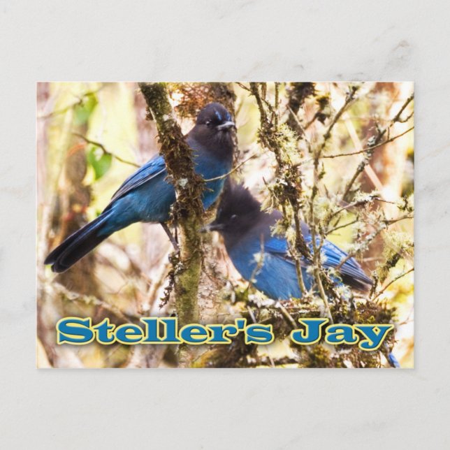 Steller's Jay Postcard (Front)