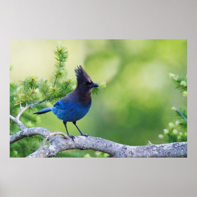 Steller's Jay Poster (Front)