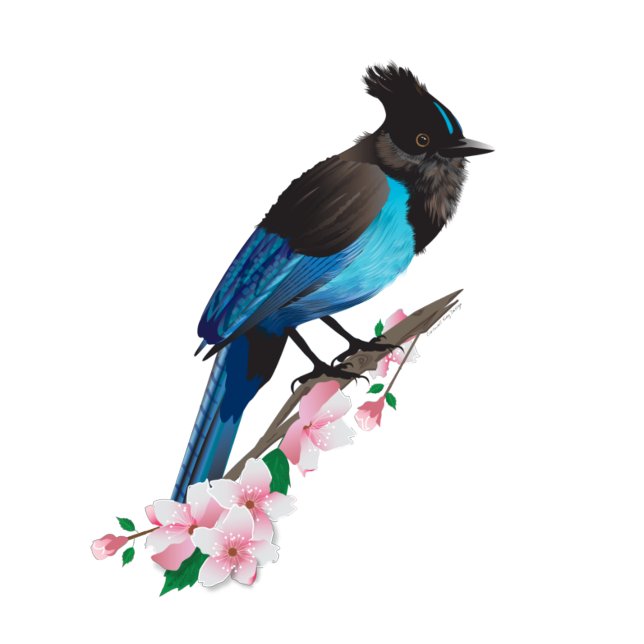 Steller's Jay Stretched Canvas Print (Creator Uploaded)