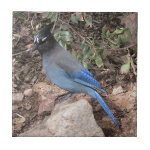 Steller's Jay Tile